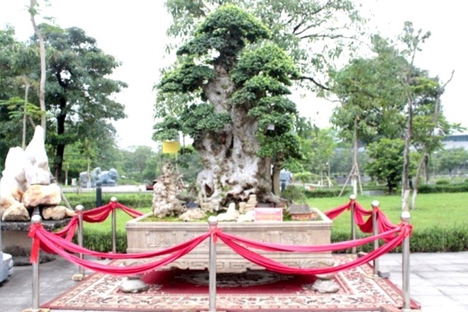 Siêu cây “Lão mai đại thọ” của nghệ nhân Hòa Taxi (Hưng Yên). Cách đây không lâu, cây duối cổ thụ này từng gây xôn xao dư luận khi chủ nhân của nó “hét giá” 10 tỷ VNĐ. 