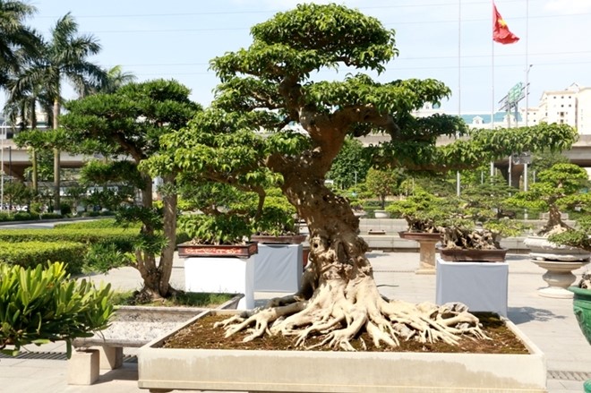 Một cây sanh cổ với tạo hình tự nhiên cùng bộ rễ cổ thụ bắt mắt.