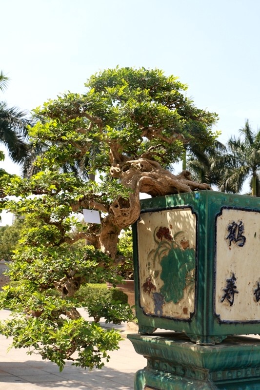 Tại triển lãm nhiều cây cảnh, bonsai quý hiếm khác cũng gây ấn tượng bởi dáng vẻ cổ kính và tạo hình độc đáo.