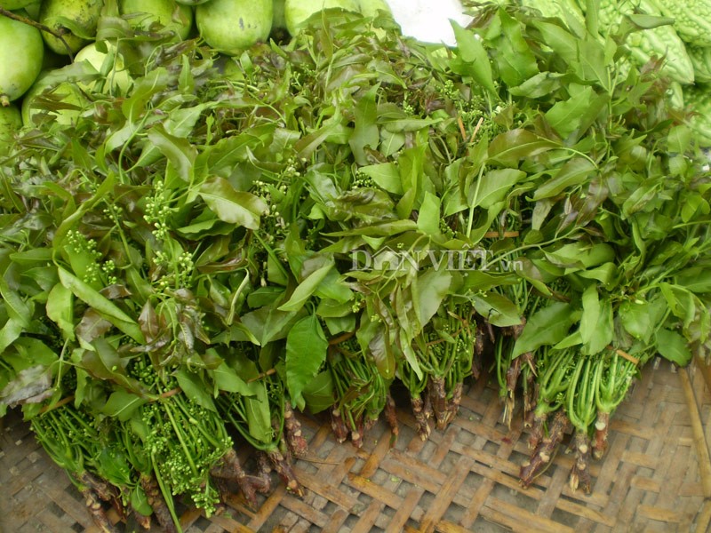 Đọt sầu đâu non thường có bán tại các chợ ở huyện Tịnh Biên, tỉnh An Giang bắt đầu từ tháng 10 năm nay đến tháng 3 Âm lịch năm sau.