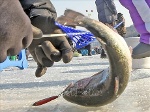 Đặc sắc lễ hội câu cá trên băng ở Hàn Quốc