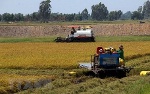 Đồng Tháp: Liên kết tiêu thụ hơn 46.000ha lúa cho nông dân