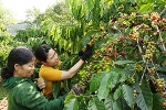 Công ty Nestlé Việt Nam hỗ trợ nông dân sản xuất càphê bền vững