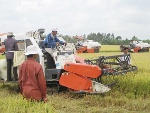 Gạo Việt củng cố thương hiệu