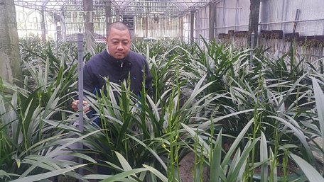 Anh Nguyễn Trí Dũng đang ngày đêm chăm sóc vườn hoa địa lan để kịp bán cho khách hàng.