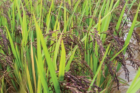 Lúa thảo dược phải gieo sạ thưa (6kg/1 công) nhằm hạn chế  sâu bệnh, giúp cây sinh trưởng tốt.