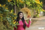 Mùa hoa sưa vàng đẹp như tranh ở xứ Quảng