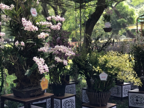 Lễ hội hoa lan TPHCM năm 2019 sẽ kéo dài từ nay đến hết ngày 1/5 để phục vụ nhu cầu thưởng lãm của người dân và du khách. Bên cạnh hoạt động trưng bày, lễ hội còn có nhiều hội thi, hội thảo liên quan đến việc thúc đẩy sản xuất cây lan và phát triển du lịch nông nghiệp gắn với loại hoa giàu tiềm năng này.