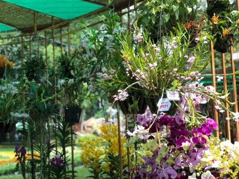 Mokara, Dendrobium, Valda, Cattaya, bộ lan hài, lan rừng, hồ điệp cùng khoa sắc tại Lễ hội hoa lan TPHCM 2019.