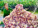 Đẹp lạ lùng hoa súng mùa hạn, nông dân U Minh có thu nhập khá