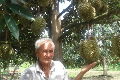 Ông Đỗ Văn Nguyền giới thiệu cây sầu riêng Ri 6 sắp thu hoạch