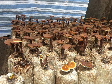 Cách trồng nấm linh chi trên khúc gỗ đơn giản mang lại hiệu quả cao  Cửa  Hàng Bán Yến Sào Uy Tín Tại Tphcm  YẾN SÀO ĐÔNG DƯƠNG