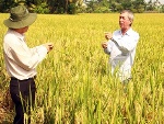 Nâng cao hiệu quả sản xuất lúa từ khâu giống