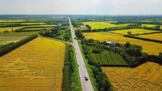 Con đường quốc lộ nằm giữa những ruộng lúa vàng óng.