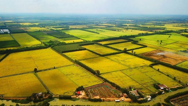 Lúa đang vào mùa nên gần như các thửa đều được phủ màu vàng óng.