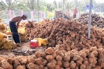 Xuất khẩu 65 ngàn trái dừa nguyên liệu sang Ấn Độ