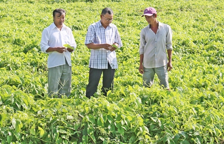 Chi hội trồng khoai mỡ an toàn sinh học giúp nông dân cùng liên kết, phát triển, nâng cao hiệu quả kinh tế tập thể.