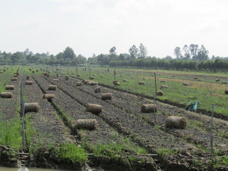 Những cánh đồng dự định trồng cây bạc hà nay phải chuyển sang trồng ớt (ảnh chụp ngày 21/8/2019).