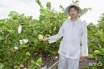 Thu nhập tiền tỷ mỗi năm nhờ trồng ổi Đài Loan trên đất phèn