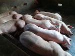Tiền Giang: Giá lợn tăng vọt, người nuôi vẫn chưa dám tái đàn