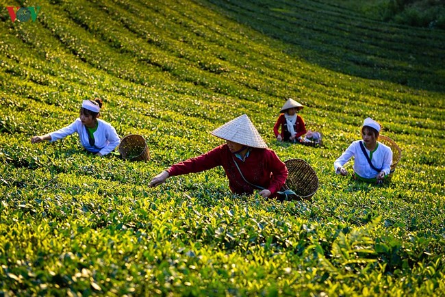 Cây chè được xác định là cây trồng chủ lực đem lại hiệu quả kinh tế cao của Phú Thọ, không chỉ mang lại giá trị về kinh tế mà còn là tiềm năng phát triển du lịch.