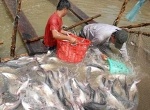 Tín hiệu vui từ xuất khẩu cá tra