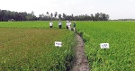 Nông dân đầu tiên lai lúa giống cho vùng biến đổi khí hậu