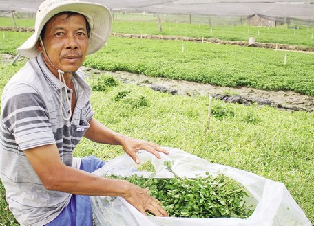 Mô hình trồng xà lách xoong đang đem lại cuộc sống no ấm cho người dân xã Thuận An.