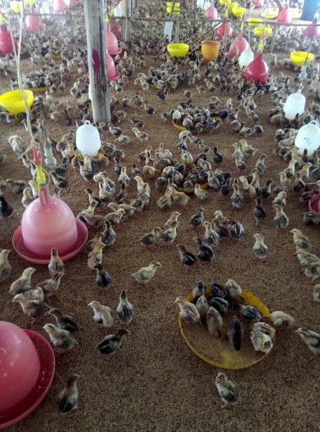 Một trang trại nuôi gà ở huyện Trà Ôn.