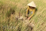 Hàng chục nghìn ha lúa và hoa màu ở Cà Mau bị thiệt hại do hạn, mặn