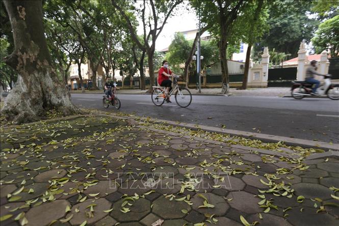 Hình ảnh hai mẹ con đeo khẩu trang đạp xe đi dạo trên đường Phan Đình Phùng đánh dấu mùa sấu thay lá diễn ra trong thời gian dịch COVID-19. Ảnh: Anh Tuấn/TTXVN