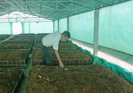 Trồng nấm rơm dạng trụ  mô hình nhiều triển vọng cho người trồng nấm