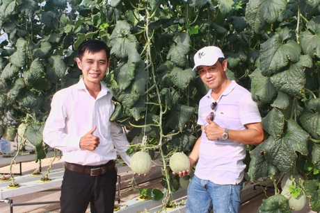 Nguyễn Trọng Nghĩa bên vườn dưa lưới thủy canh theo hướng công nghệ cao.