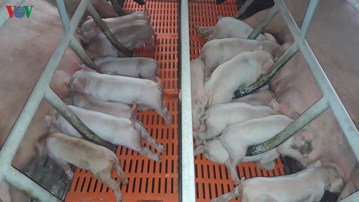 Thịt lợn tăng trở lại, vượt qua ngưỡng 100.000 đồng/kg
