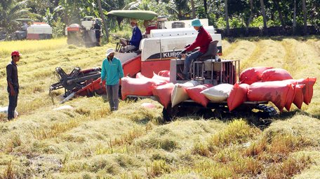 Thời gian qua, kết quả nổi bật trong cơ giới hóa nông nghiệp ở Vĩnh Long tập trung ở một số khâu sản xuất lúa.