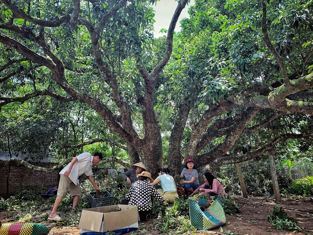 Đây là cây thuộc thế hệ F1 từ gốc vải tổ 200 tuổi ở Thanh Hà, hiện là sở hữu của gia đình cụ Hà Thị Hải (94 tuổi), thôn Hạ Trường, xã Thanh Cường. (Ảnh: Xuân Mai/Vietnam+)