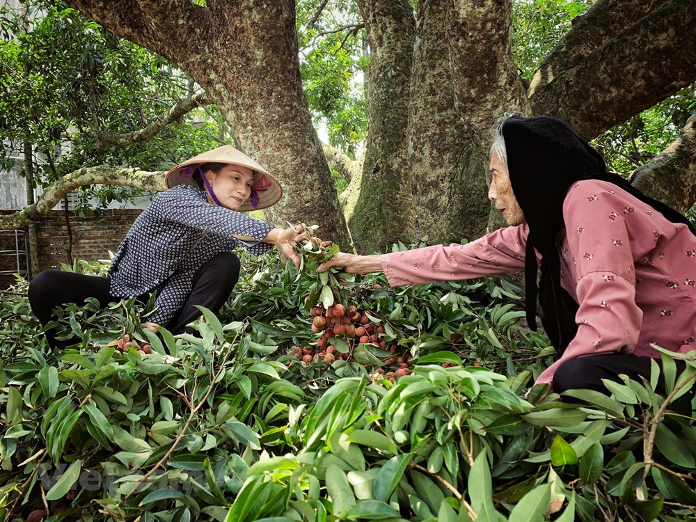 Cụ Hà Thị Hải (bên phải) cho biết, gia đình chỉ còn giữ lại được duy nhất cây vải thiều hơn trăm tuổi này. Cây cho thu hoạch trái đỉnh điểm nhất vào năm 1996 với gần 1 tấn. (Ảnh: Xuân Mai/Vietnam+)