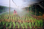 Trên 10% diện tích cây trồng cạn được tưới tiên tiến, tiết kiệm nước