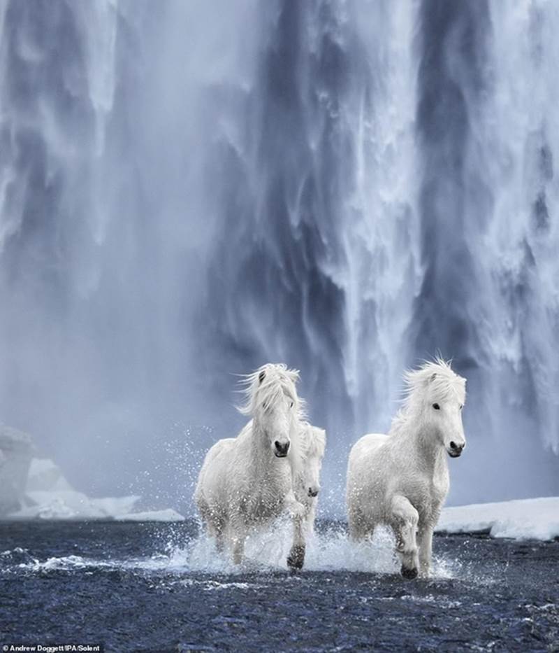 Những chú ngựa chạy phía trước một thác nước ở Iceland.