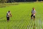 Sản xuất lúa hữu cơ theo hướng nông nghiệp bền vững