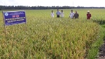 Triển vọng nguồn cung lúa giống chất lượng, tại chỗ