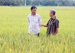 Mở ra triển vọng nguồn cung giống lúa chất lượng cao