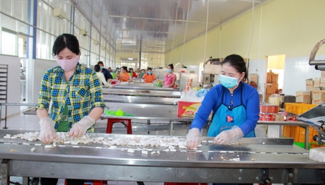 Bánh kẹo của Công ty TNHH Sơn Hải- Vĩnh Long là một trong những sản phẩm nổi bật của huyện Tam Bình.
