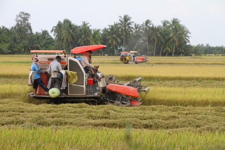 Thu hoạch lúa Hè Thu trên cánh đồng xã Thuận An.