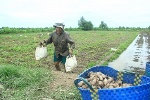 Bình Tân bàn cách giúp nông dân tiêu thụ khoai lang