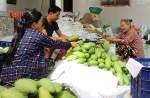 Nông dân lao đao vì xoài Đài Loan rớt giá