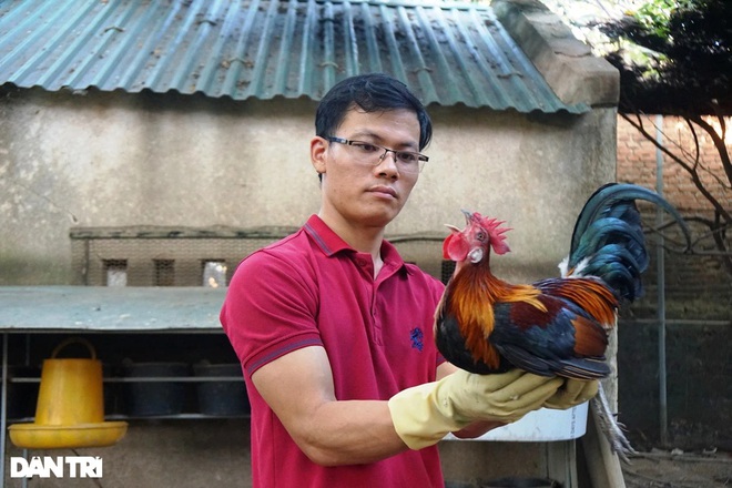 Bỏ việc ở Hà Nội, về quê kiếm 50 triệu đồng mỗi tháng nhờ nuôi gà rừng