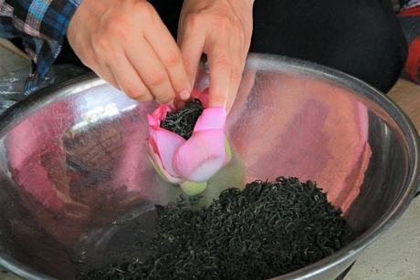 Trà sau khi ướp sen dưới đầm được thu về, sau đó tiếp tục cho vào trong từng bông hoa sen gói lại.