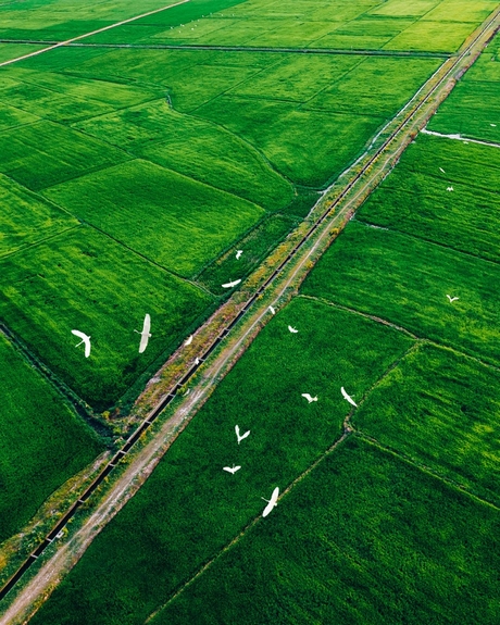 Cánh đồng lúa xanh tại Hồ Xá, tỉnh Quảng Trị.