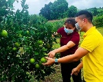 Nhìn xa trông rộng, nông dân Hòa Bình tính đưa cam Cao Phong lên bán ở chợ này